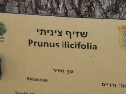 prunus ilicifolia